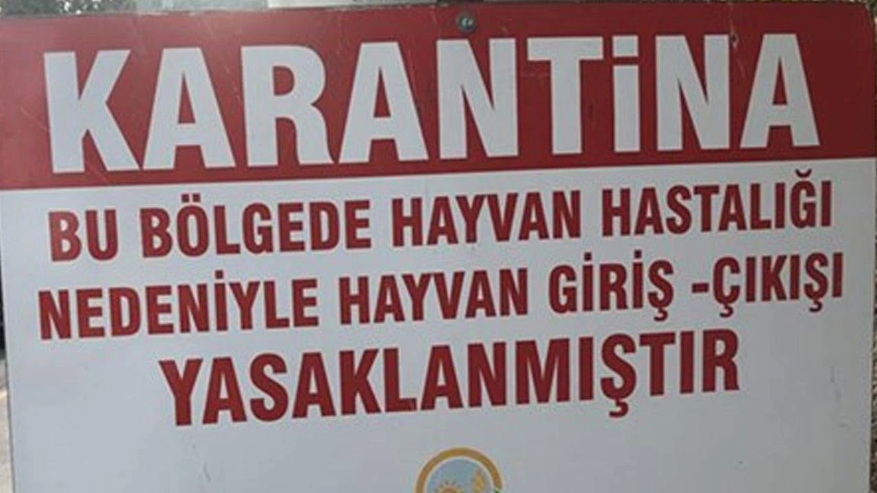 Listeleme Görseli