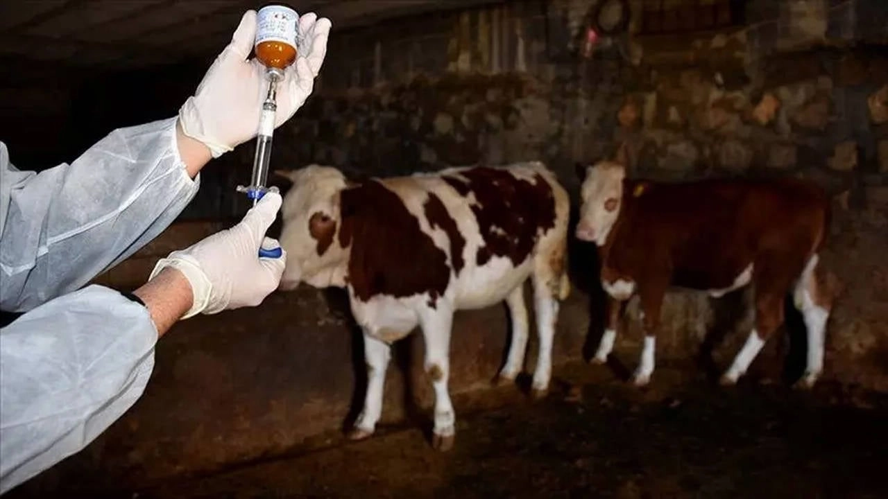 Listeleme Görseli